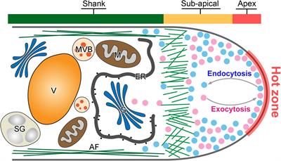 Exocytosis and Endocytosis: Yin-Yang Crosstalk for Sculpting a Dynamic Growing Pollen Tube Tip